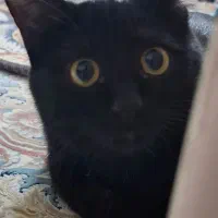 گربه ی گمشده