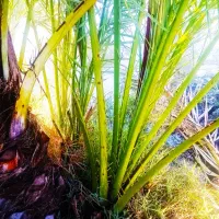 پاجوش نخل کبکاب