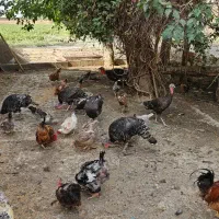 بوقلمون رسمی برنز