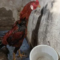 خروس لاری گوش سفید افغان