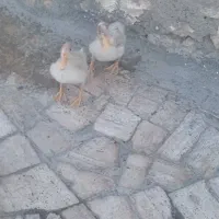 دوتا اردک زیبا