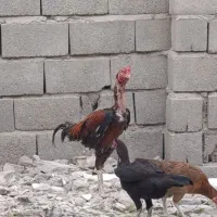 یک عدد خروس افغان ۵دانگ|حیوانات مزرعه|شمیل, |دیوار