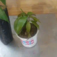 16 اصله نهال انبه|گل و گیاه طبیعی|جیرفت, |دیوار