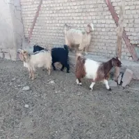 بزغاله