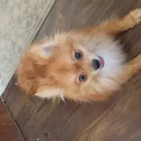 سگ پامرانین|سگ|شاهینشهر, خانه کارگر|دیوار