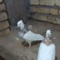 فروش کبوتر|پرنده|رشتخوار, |دیوار