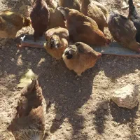 مرغ تخمگذار