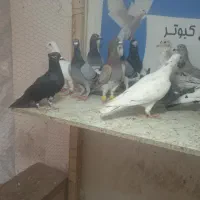 شهرستانی