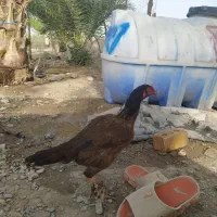 بوقلمون ماده دو عدد در حال تخم  قیمت هر دو  ۳۱۵۰|حیوانات مزرعه|ایرانشهر, |دیوار