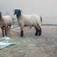 بره