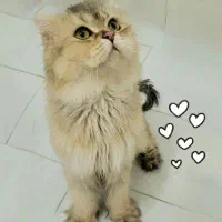 پسره گلد لانگ هیر