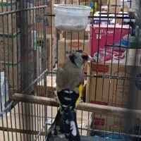 سهره دو هفته قفس داغسر