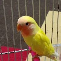 جوجه کوتوله