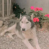 سگ هاسکی تعلیم دیده گوش بگیر|سگ|یاسوج, |دیوار