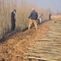 انواع نهالهای مثمر وغیر مثمر