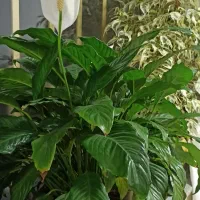 گل بسیار زیبا و سرحال