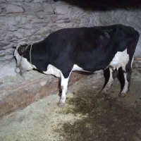 گاو‌گوساله‌