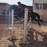 پانسیون اسب