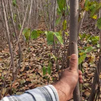 خرمالو گردو|گل و گیاه طبیعی|دلند, |دیوار