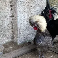 خروس لهستان بالغ