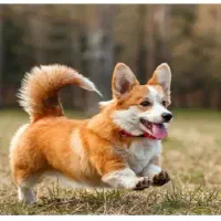 سگِ خونگی پیداشده