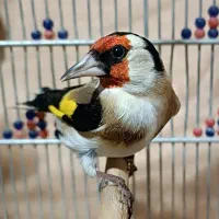 سهره وحش ورام عطیقه