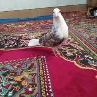کبوتر دو رنگ