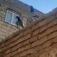 کبوتر|پرنده|حمیدیا, |دیوار