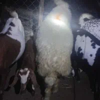 یک عدد بره نر اصل چاق و سرحال|حیوانات مزرعه|میناب, |دیوار