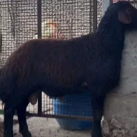 گوسفند ۱راس بره کردستانی قوچی|حیوانات مزرعه|گرگان, |دیوار