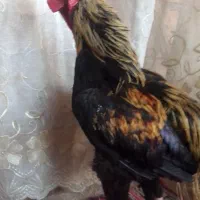 خروس لاری