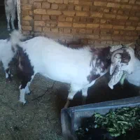 اعددبره بومی ۱عددچپش