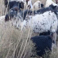 بزوگوسفند|حیوانات مزرعه|میرجاوه, |دیوار