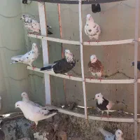 کفتر