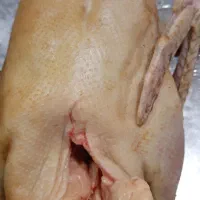 اردک بوقلمون ومرغ و خروس پاک شده آماده پخت