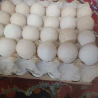 تخم بوقلمون نطفه دار برنز آمریکایی