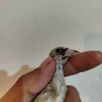 معاوضه با قناری|پرنده|کیار, |دیوار