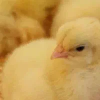 جوجه یک روزه نژادراس