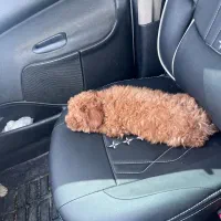 پودل|سگ|پاکدشت, پاکدشت (مامازند)|دیوار