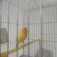 قناری نر|پرنده|بروجرد, |دیوار