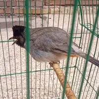 میکس به شرط اهلی