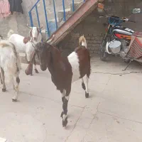 پاکستانی|حیوانات مزرعه|گنبد کاووس, |دیوار