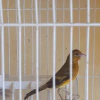 قناری نر ۳ تا  و یک سهره قناری