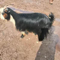 ۳ عدد بز|حیوانات مزرعه|دزفول, |دیوار