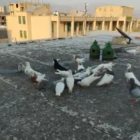 کبوتر طوقی