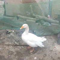 6 عدد قو غاز محلی