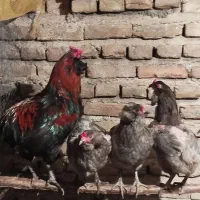 جوجه آراکانا گوشواره دار خاص کمیاب