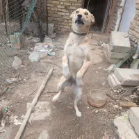 سگ نگهبان وباهوش ۶ماهه