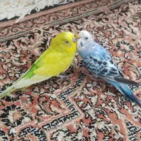 دو تا مرغ عشق با قفس و نیم کیلو دانه