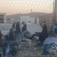 ۱۴تا نر پلاکی یه دندونه